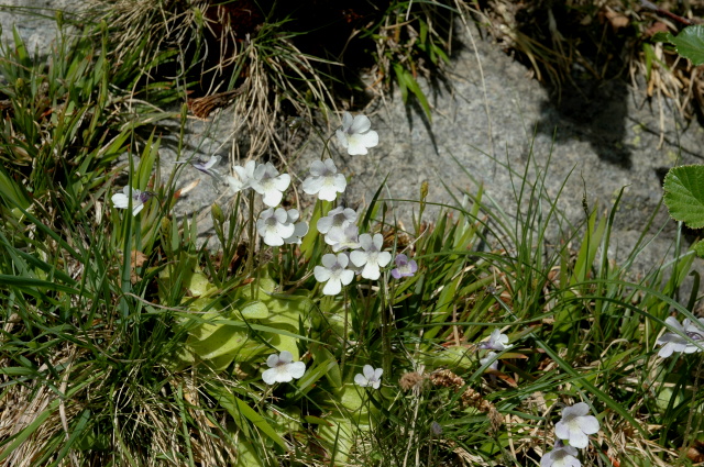 Pinguicula corsica / Erba unta della Corsica